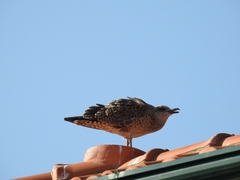 Larus michahellis