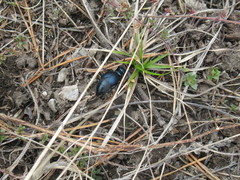 Meloe brevicollis