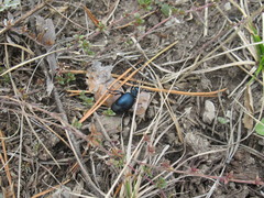 Meloe brevicollis