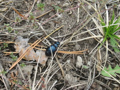 Meloe brevicollis
