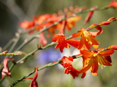 Crocosmia masoniorum