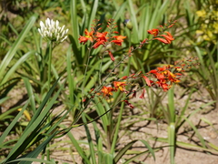 Crocosmia masoniorum