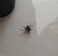 Paraphrynus carolynae