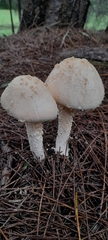 Saproamanita nauseosa