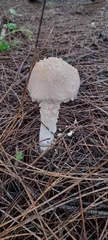 Saproamanita nauseosa