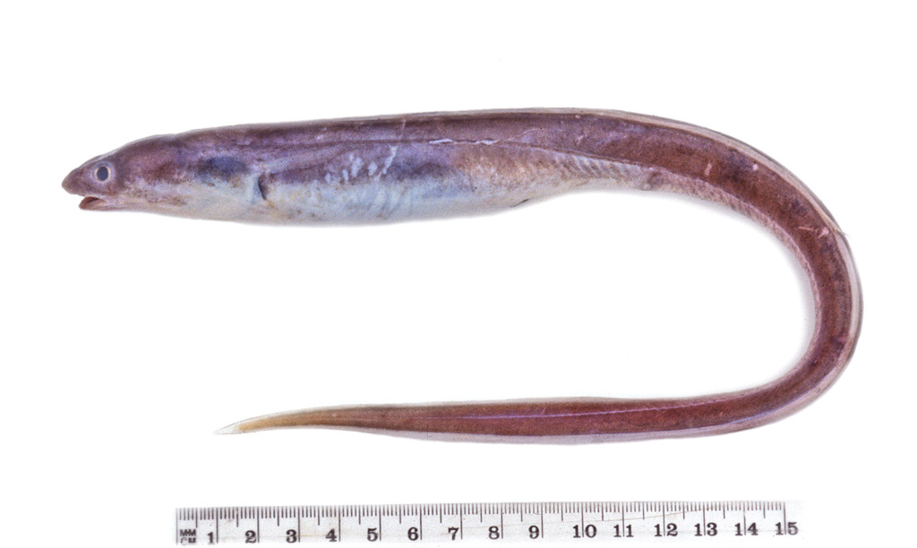 Rubbernose Conger