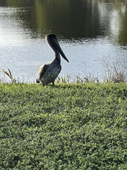 Pelecanus occidentalis