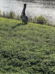 Pelecanus occidentalis