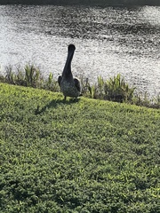 Pelecanus occidentalis