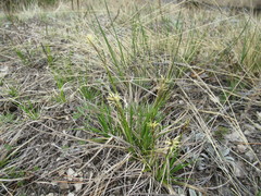Carex ericetorum