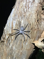 Isopedella conspersa