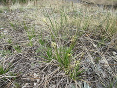 Carex ericetorum