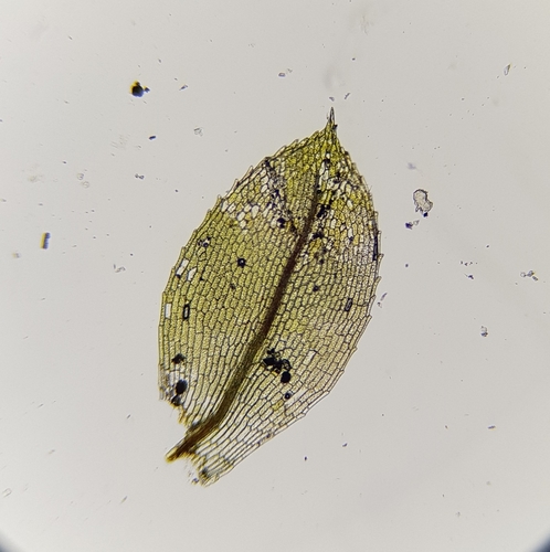 Image of Entosthodon fascicularis by (c) Helen Waterman, some rights reserved (CC BY)