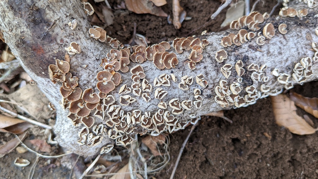 Panellus stipticus · March 2022 · photo: © atsushi_nakajima_cirque (iNaturalist, cc-by)