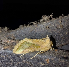 Thysanoplusia orichalcea