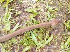 Dipsas sanctijoannis