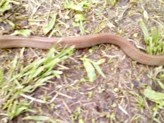 Dipsas sanctijoannis