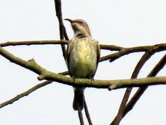 Cinnyris bifasciatus microrhynchus