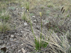 Carex ericetorum