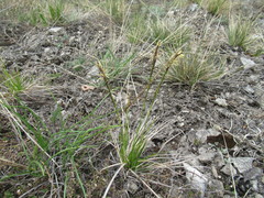 Carex ericetorum