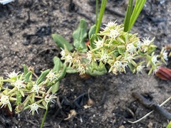 Aspidoglossum heterophyllum