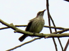 Cinnyris bifasciatus microrhynchus