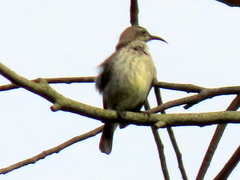Cinnyris bifasciatus microrhynchus