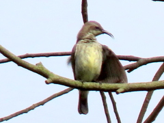 Cinnyris bifasciatus microrhynchus