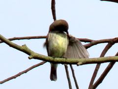 Cinnyris bifasciatus microrhynchus