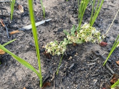 Aspidoglossum heterophyllum