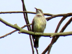 Cinnyris bifasciatus microrhynchus