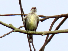 Cinnyris bifasciatus microrhynchus