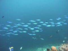 Caesio varilineata