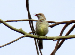 Cinnyris bifasciatus microrhynchus