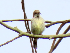 Cinnyris bifasciatus microrhynchus