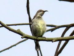 Cinnyris bifasciatus microrhynchus