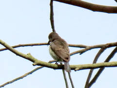 Cinnyris bifasciatus microrhynchus