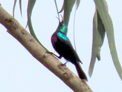 Cinnyris bifasciatus microrhynchus