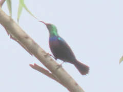 Cinnyris bifasciatus microrhynchus