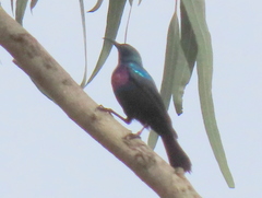 Cinnyris bifasciatus microrhynchus