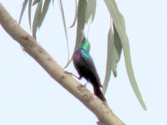 Cinnyris bifasciatus microrhynchus