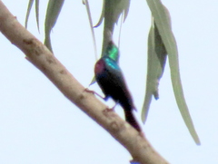 Cinnyris bifasciatus microrhynchus