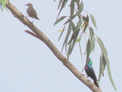 Cinnyris bifasciatus microrhynchus