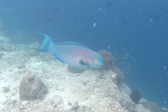 Chlorurus strongylocephalus