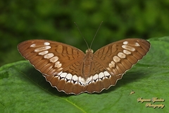 Tanaecia trigerta