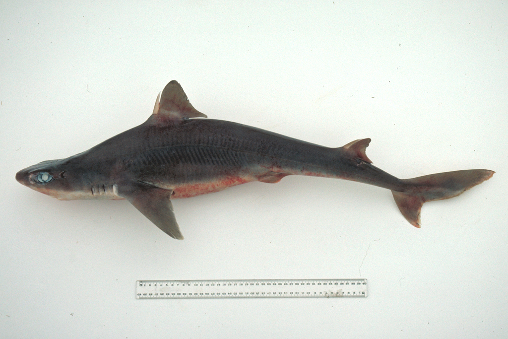 Eastern Highfin Spurdog
