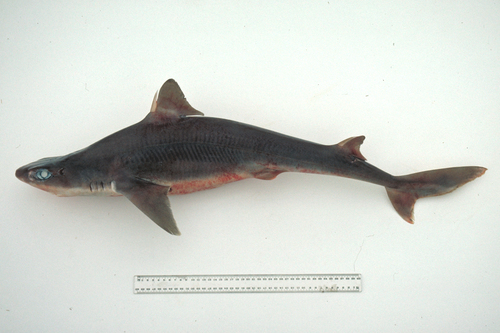 Eastern highfin spurdog