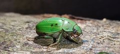 Pelidnota prasina