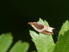 Ancylis unculana