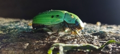 Pelidnota prasina